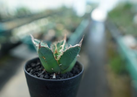 アガベ　チタノタ　FO-76　agave titanota FO-76