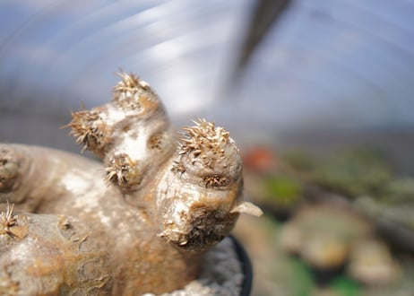 パキポディウム　エブレネウム　Pachypodium eburneum　No.2
