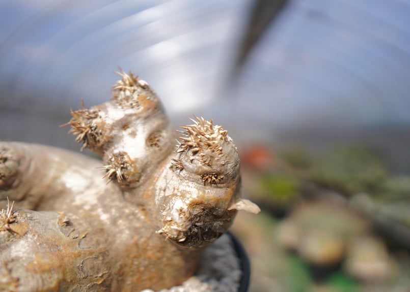 パキポディウム エブレネウム Pachypodium eburneum No.2 | mana