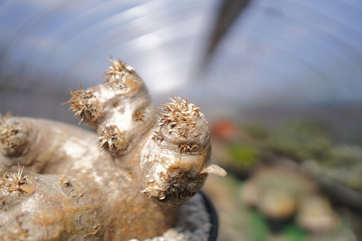 パキポディウム エブレネウム Pachypodium eburneum ② fit=scale-down,w=1200