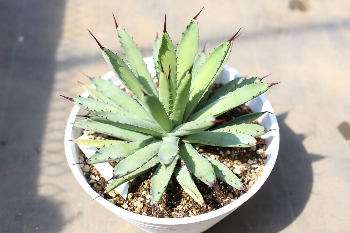 【アガベ】マクロアカンサ　超大株 アガベ マクロアカンサ | mana's farm:塊根植物・アガベ・ドライ