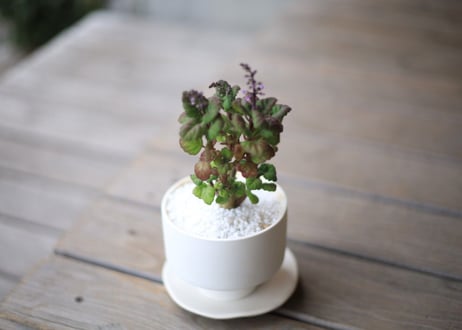 プレクトランサス　エルンスティー　Plectranthus ernstii