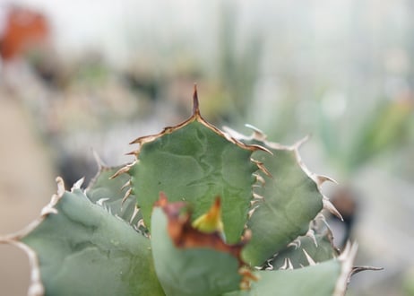 Agave titanota FO-76  F NO.5