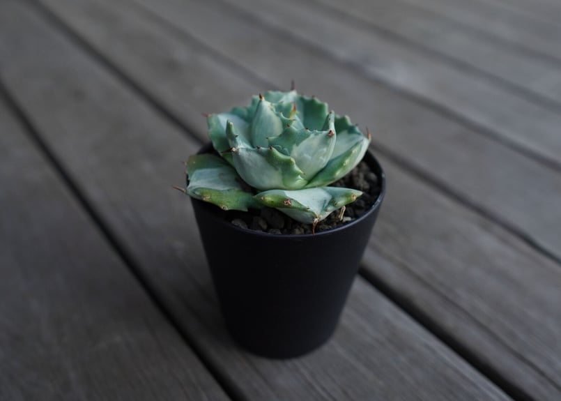 アガベ 王妃雷神錦 白中斑 Agave “Ohi Raijin Nishiki Shirona