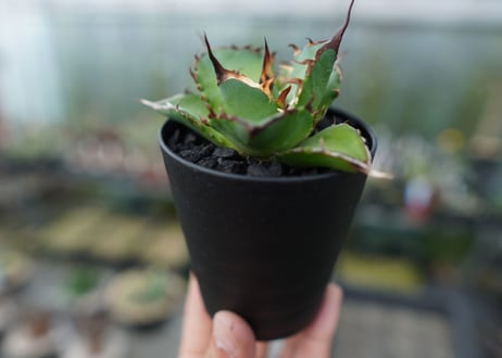 アガベ　チタノタ　ハデス　Agave titanota Hades　No.2