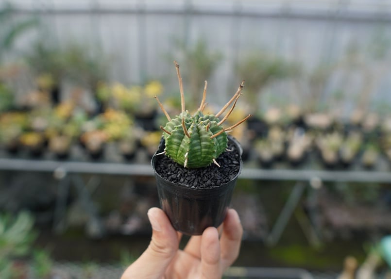 スーパーバリダ 園芸ネット本店｜ユーフォルビア：スーパーバリダ（オス株） 3号鉢植え