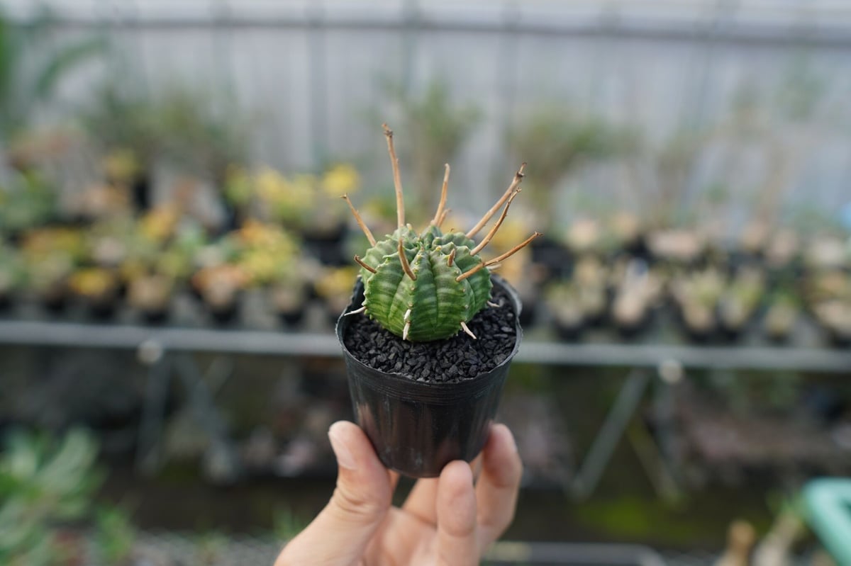 ユーフォルビア スーパーバリダ Euphorbia super valida No.3 |