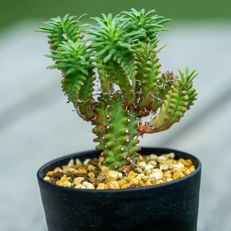 ソテツキリン | STORES