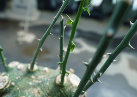 アデニア　グロボーサ　Adenia globosa