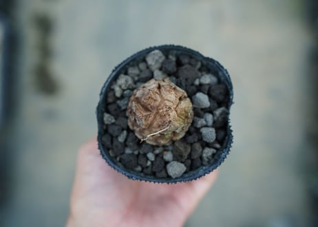 亀甲竜　Dioscorea elephantipes　No.2