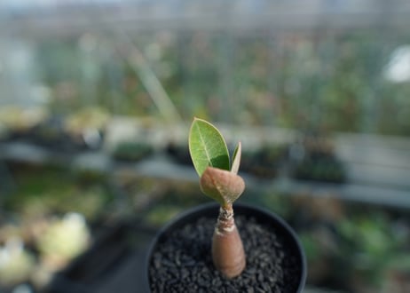 アデニウム　Adenium  No.9