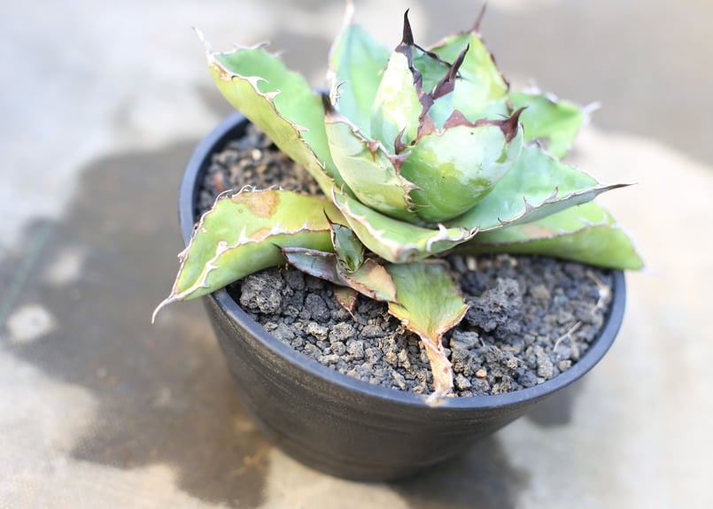 ブラックアンドブルー 子株つき | mana's farm:塊根植物・アガベ