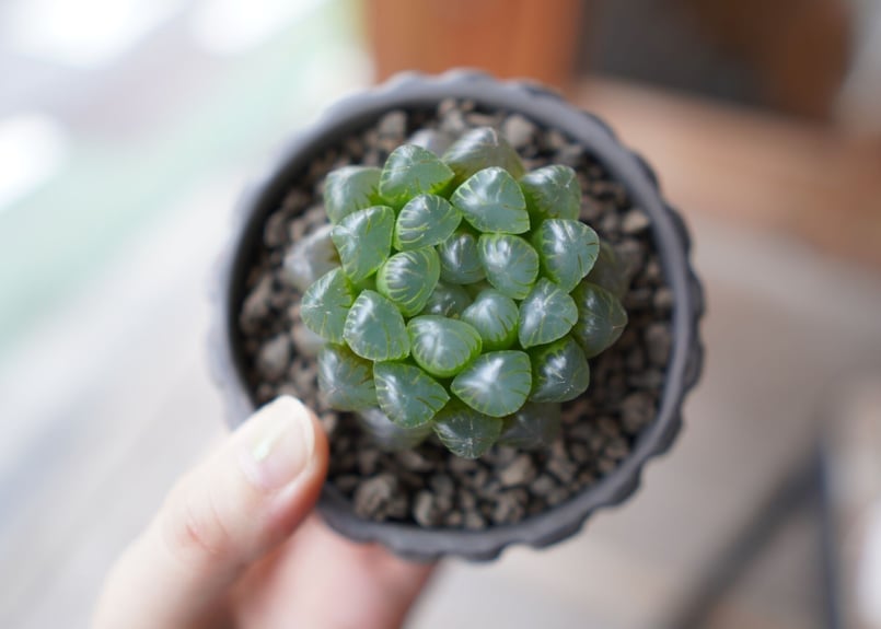 ハオルチア ブラックオブツーサ Haworthia obtusa Black | mana's...