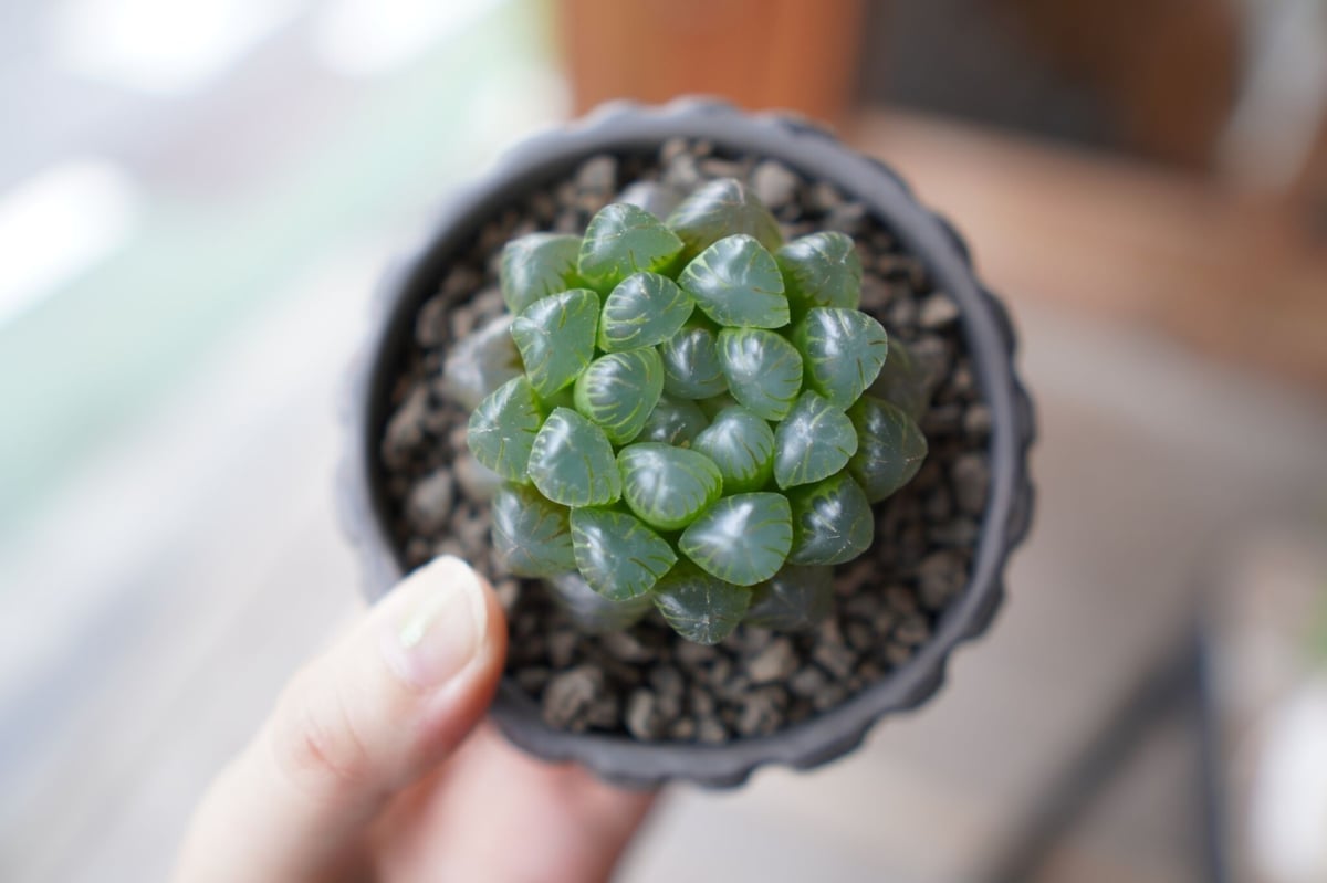 ハオルチア ハオルチア ブラックオブツーサ Haworthia obtusa Black | mana's