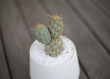 ミクエリオプンチア・ミクエリー Miqueliopuntia miquelii
