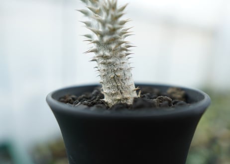 パキポディウム　伊藤ハイブリッド　Pachypodium 'Itoh Hybrid'  No.2