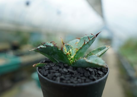 アガベ　チタノタ　 ブラックアンドブルー 　Agave titanota black and blue　No.3