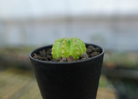 ユーフォルビア　オベサ　Euphorbia obesa  No.2