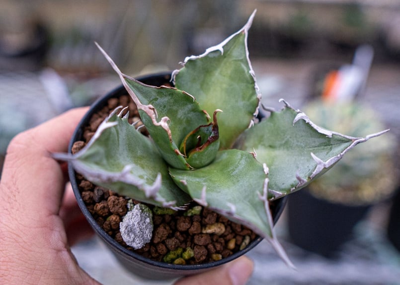 アガベ実生3年 人気上昇】アガベホリダ 実生で育ててはや3年 3年間の奮闘記 ホリダ