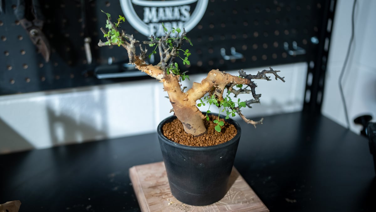 バツ　コミフォラ　カタフ 877DE6F2-2799-46D5-8F29-