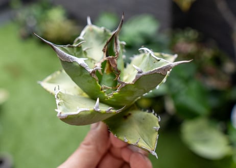 Agave Sowing seeds A NO.5
