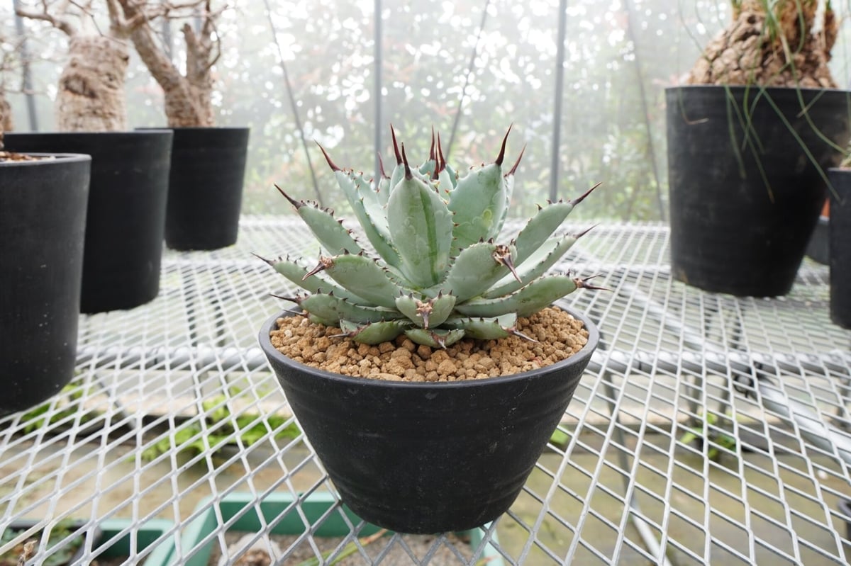 特選！コンパクトタイプ】洗練された美株♪ マクロアカンサ x