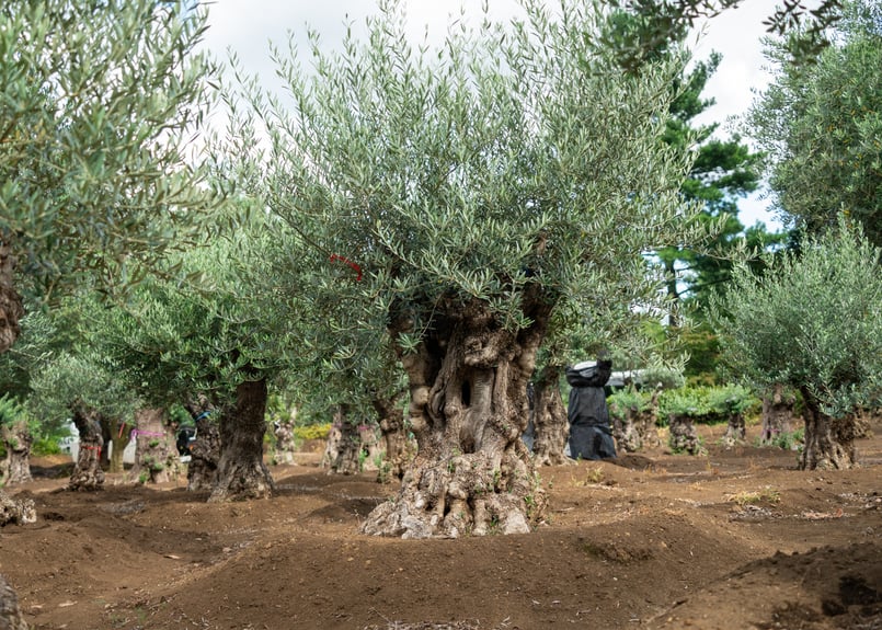 商談中。【超太幹】これぞ古木の風格｜代表選抜・輸入オリーブ《一点物