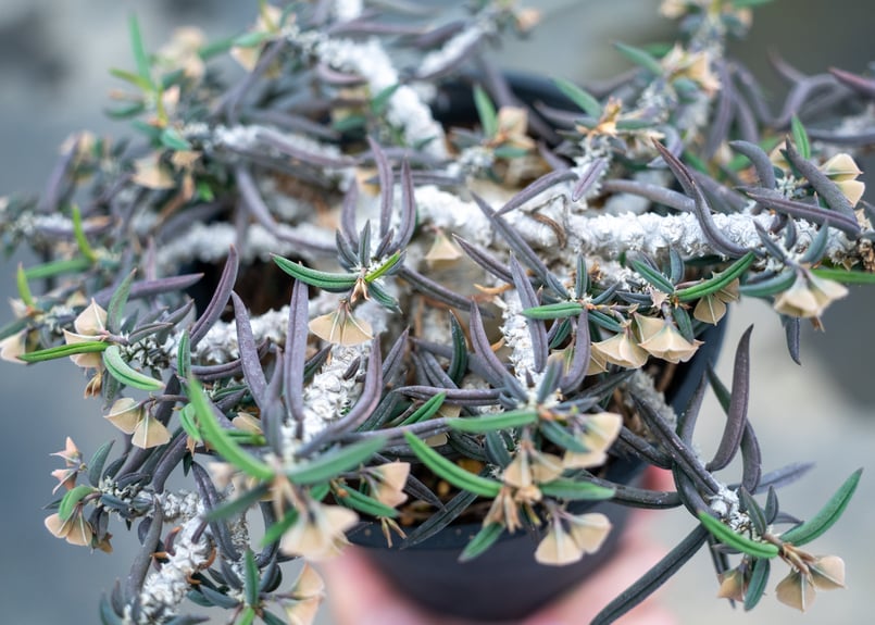 ユーフォルビア キリンドリフォリア トゥベリフェラ | mana's farm