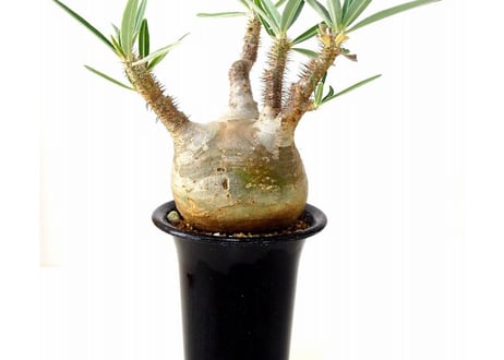 パキポディウム  グラキリス Pachypodium Gracilius　№5