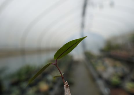 ペトペンチア　ナタレンシス　Petopentia natalensis  No.1