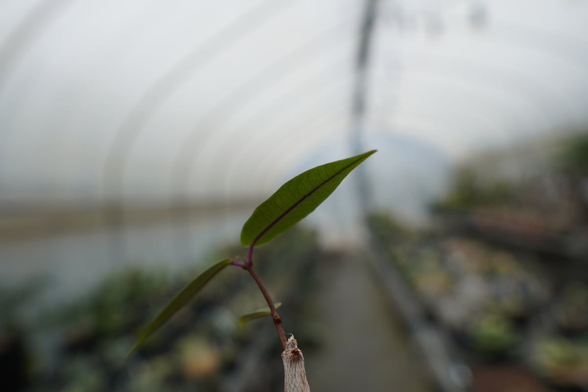 ペトペンチア ナタレンシス Petopentia natalensis No.1 | man ペトペンチア ナタレンシス Petopentia natalensis No.1 | man