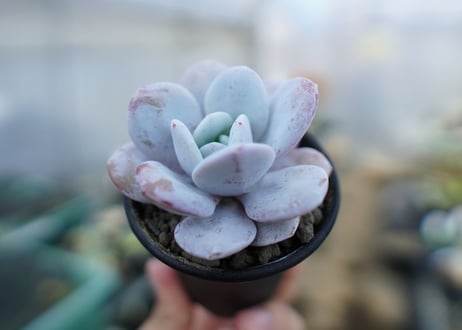 エケベリア　ラウイ　Echeveria laui　No.2