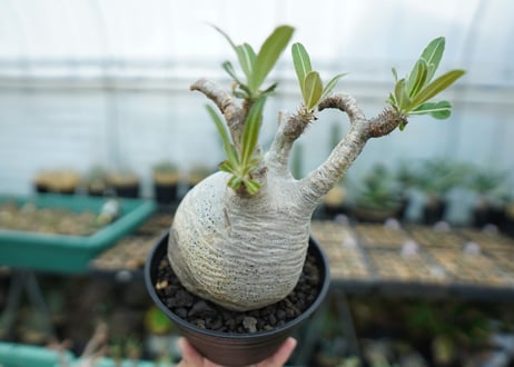 パキポディウム　グラキリス　 Pachypodium Gracilius  No.2