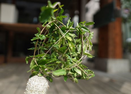 フォッケア　エデュリス　火星人　Fockea edulis