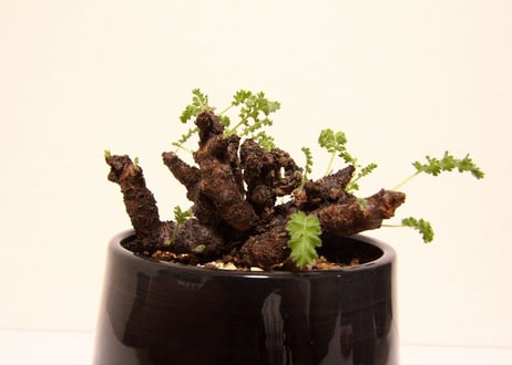 ペラルゴニウム　アルテルナンス　Pelargonium alternans