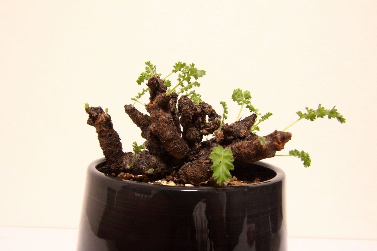 ペラルゴニウム アルテルナンス Pelargonium alternans | mana's