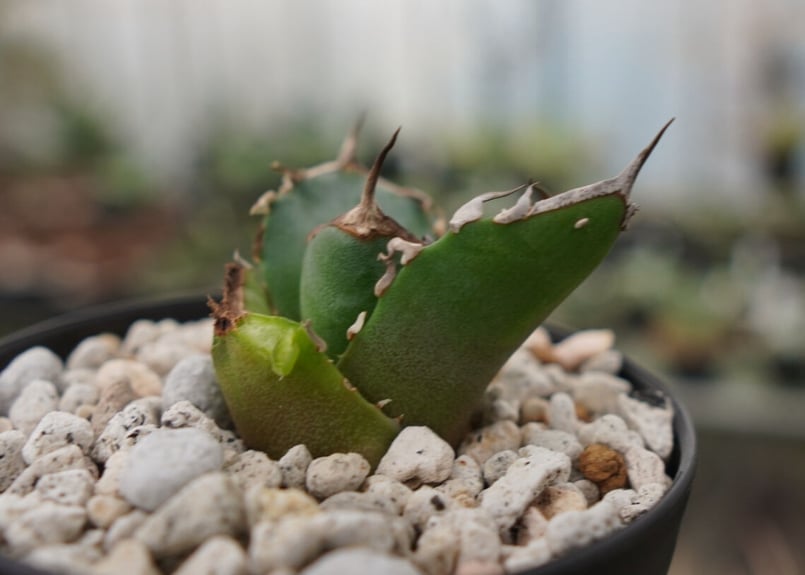 アガベ 鬼爪　親株 アガベ チタノタ 