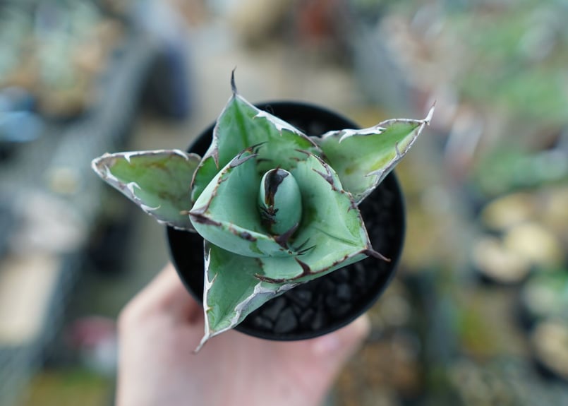 アガベ チタノタ ブラックアンドブルー Agave titanota black and