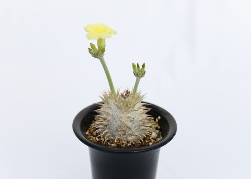 パキポディウム　恵比寿笑 パキポディウム 恵比寿笑い no.1 SOLD | mana's green