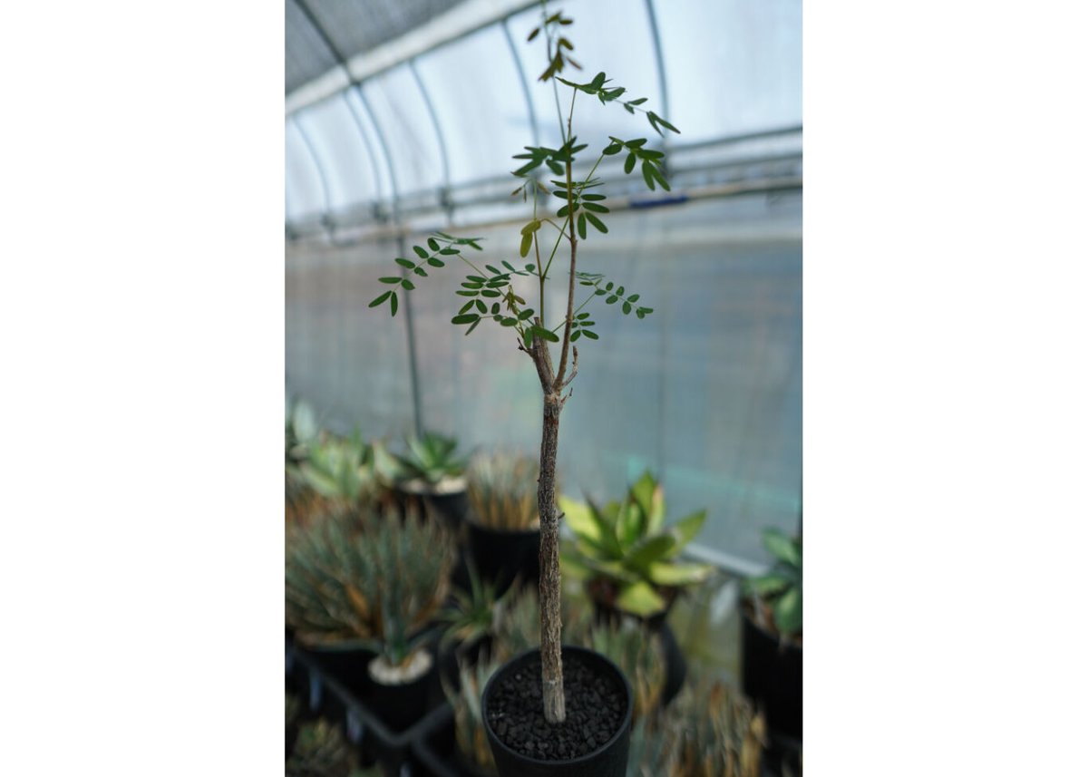 デロニクス プミラ Delonix pumila | mana's farm:塊根植物