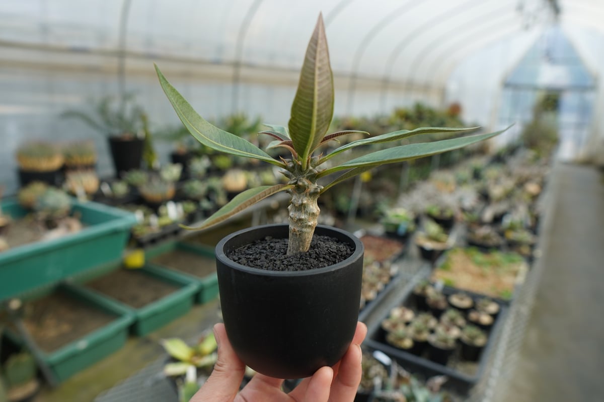 パキポディウム バロニー Pachypodium baronii No.1 | mana's