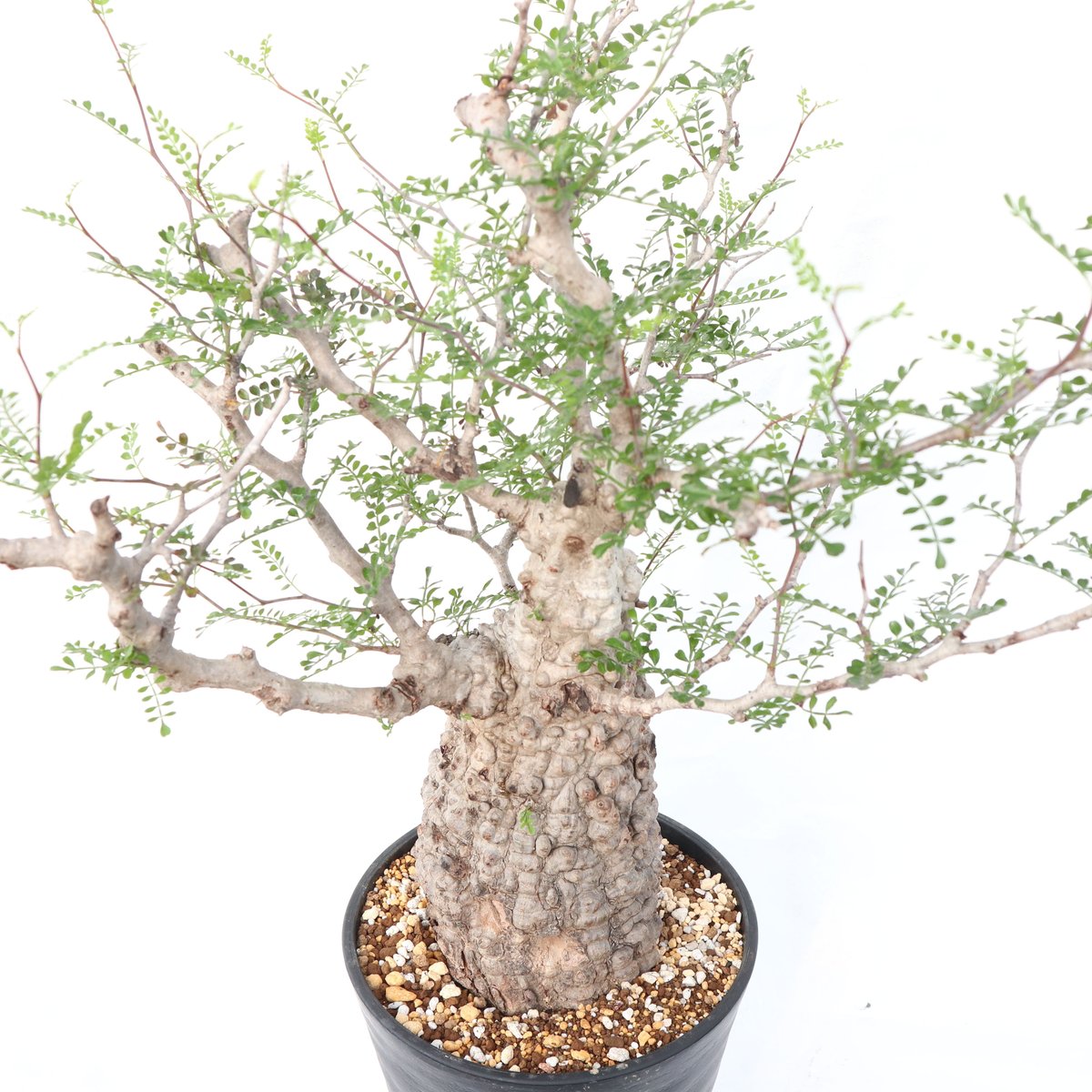 オペルクリカリア パキプス no.8 | mana's farm:塊根植物・アガベ