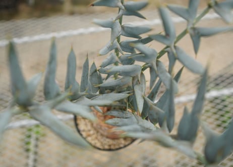 エンセファラルトス　 ホリダス　Encephalartos horridus　 NO.4
