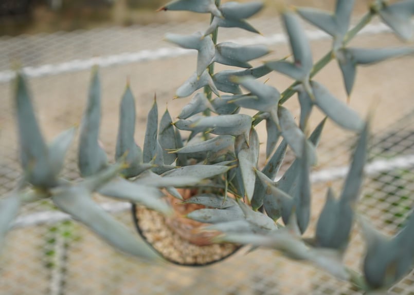 エンセファラルトス ホリダス 4本刺 スーパーレア 期間限定 エンセファラルトス ホリダス Encephalartos horridus NO.4 |