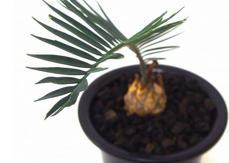 Encephalartos longifolius　エンセファラルトス　ロンギフォリウス