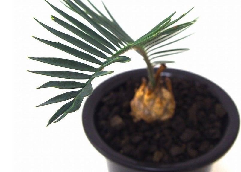 エンセファラルトス・ロンギフォリオス大株 / 国際希少野生動植物種 登録票付き 現品】エンセファラルトス・ロンギフォリウス※登録票付き | 日本ライン