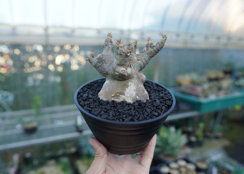 パキポディウム マカイエンセ Pachypodium makayense No.1 | man