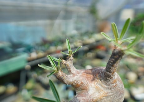パキポディウム　グラキリス　Pachypodium gracilius　No.1