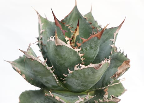 Agave titanota FO-76 dwarf  compacta