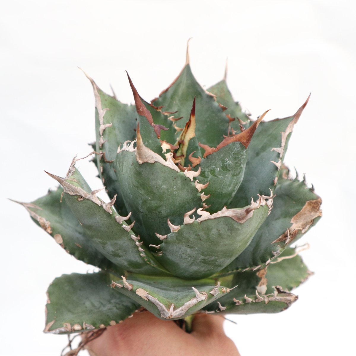 AGAVE TITANOTA FO-76 実生株 Agave titanota FO-76 dwarf compacta | mana's f